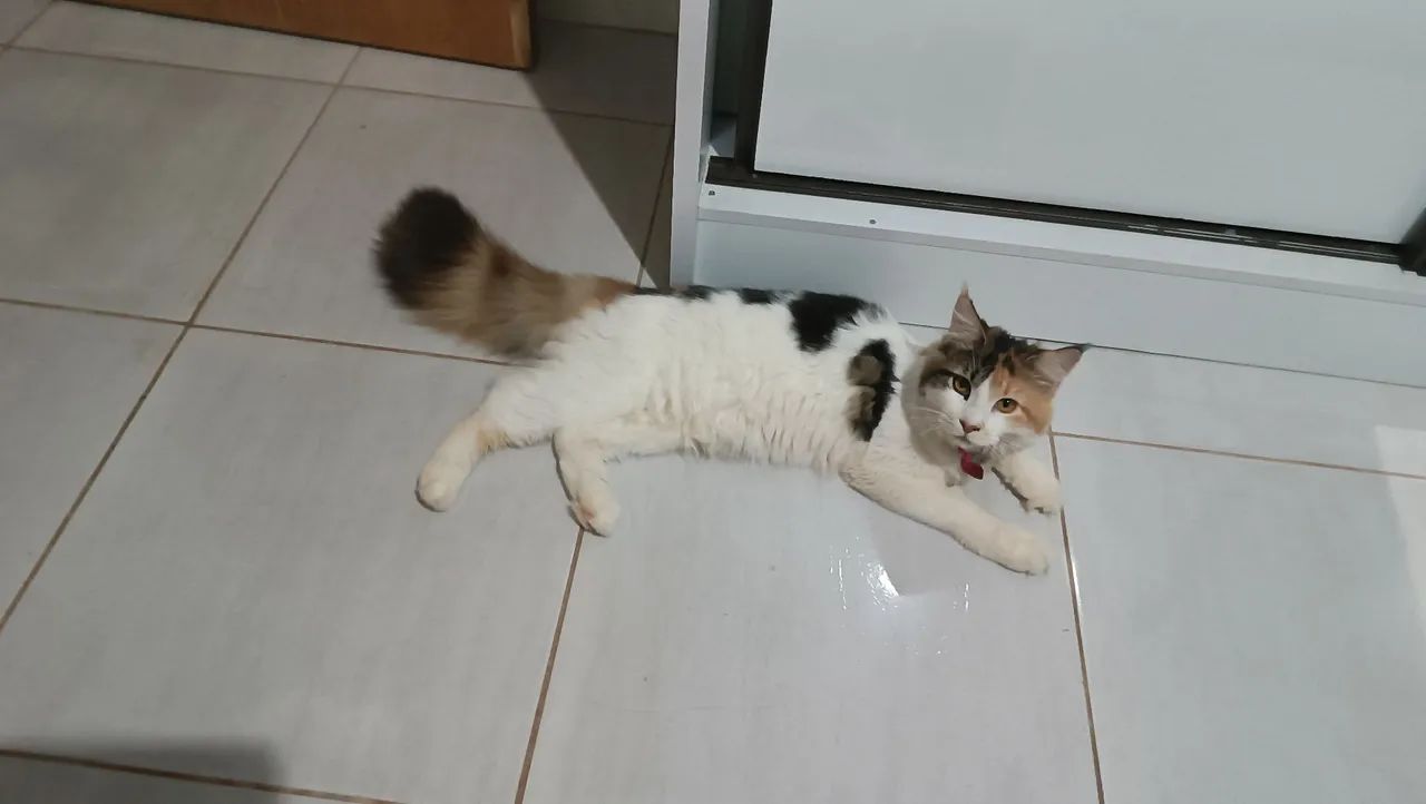 Gata Mainecoon - Foto 5