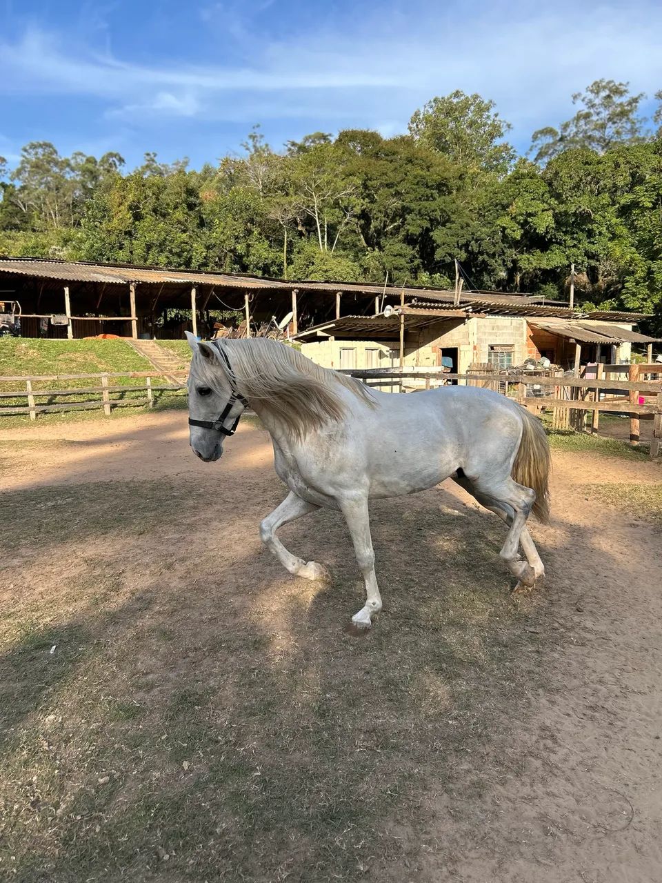Cavalo Puro Sangue Lusitano Tordilho  - Foto 3