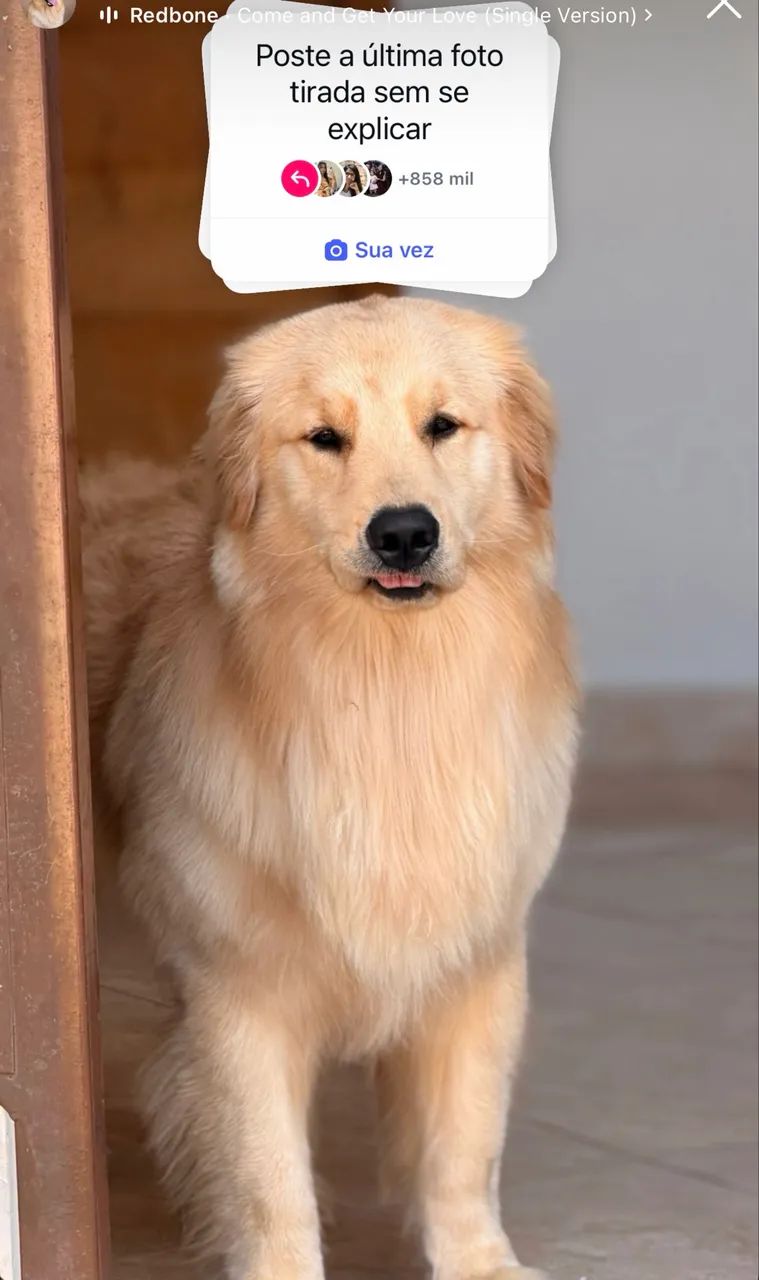 Filhotes de Golden  - Foto 3