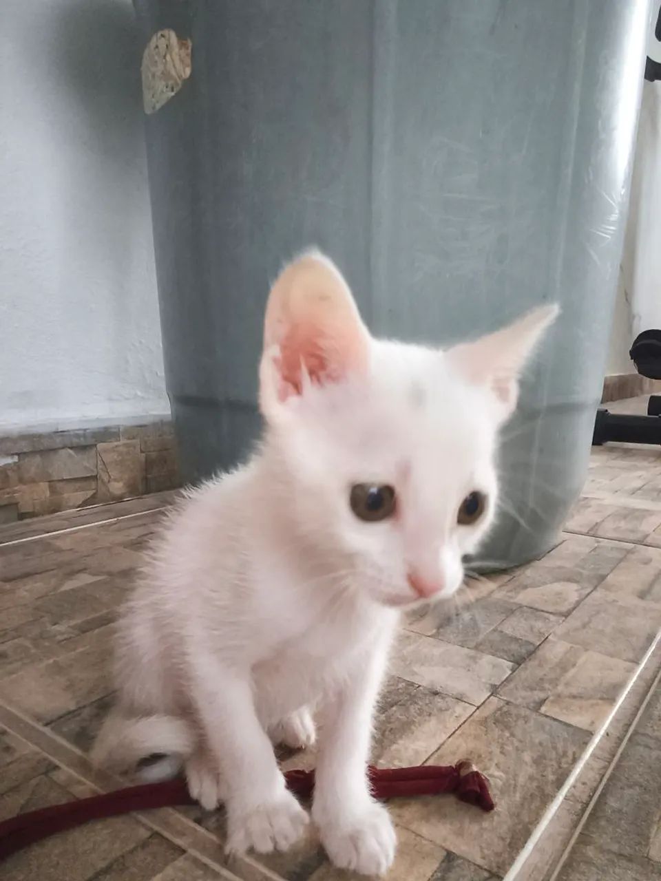 Três gatinhas adoção fêmea filhote - Foto 4