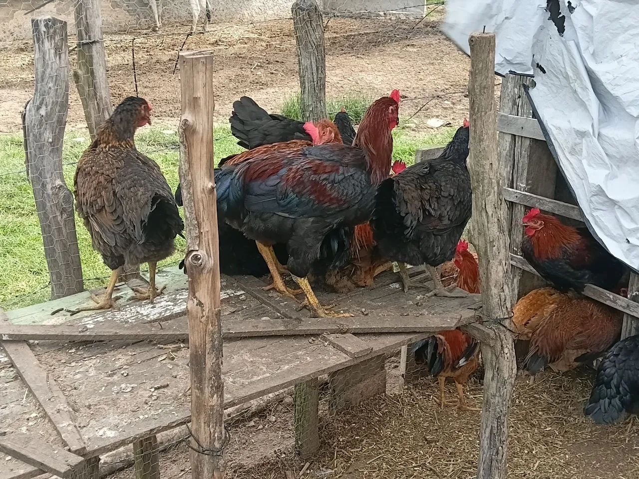 Galos e galinhas genética boa  - Foto 4
