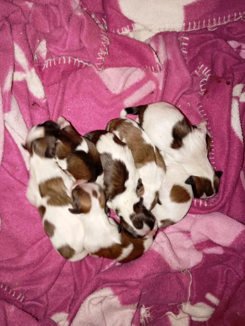 Cachorro 