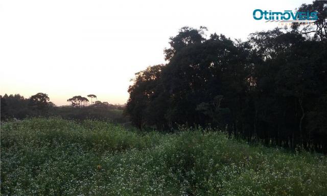 Área à venda, colônia zacarias, são josé dos pinhais - ar0002. - Foto 9