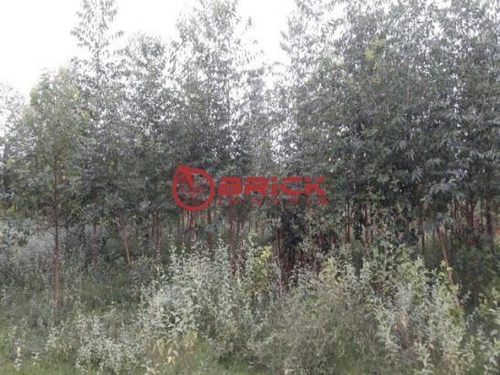 Terreno com 40.000m² e com 5.000 pés de eucalipto em papucaia - Foto 3