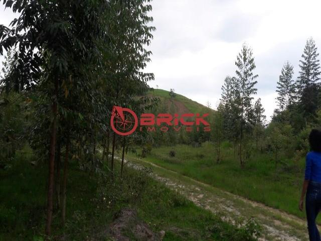 Terreno com 40.000m² e com 5.000 pés de eucalipto em papucaia - Foto 15