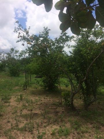 Fazenda-Granja-Sítio-Chácara 12 Hectares Aliança, Aceito Imóvel ou Automóvel - Foto 8