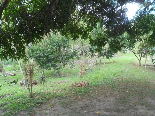 Caetano Imóveis - Sítio todo arborizado, plano e com acesso asfaltado (confira!) - Foto 5