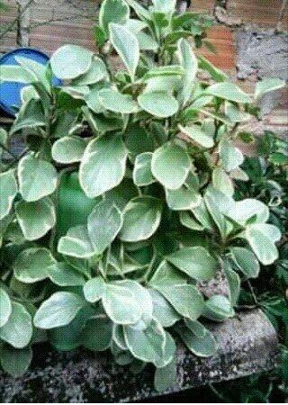 Plantas - Foto 5