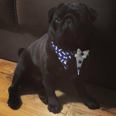 R$800,00 Vende-se Pug 1 aninho