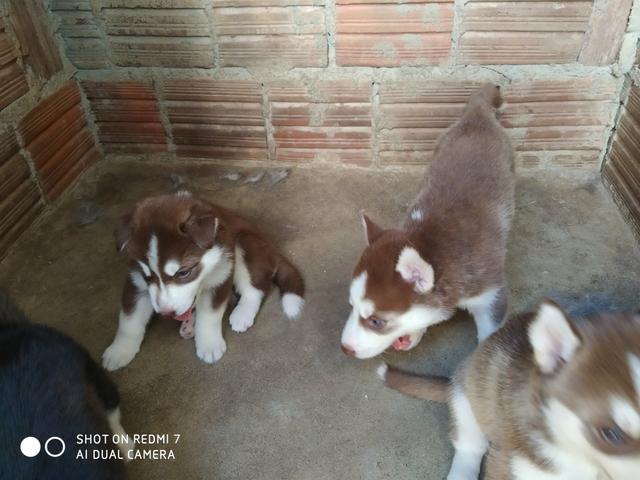 Filhotes de Husky Siberiano - Foto 5