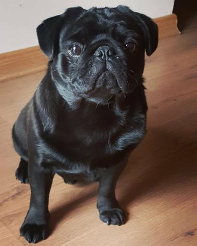 R$800,00 Vende-se Pug 1 aninho - Foto 2