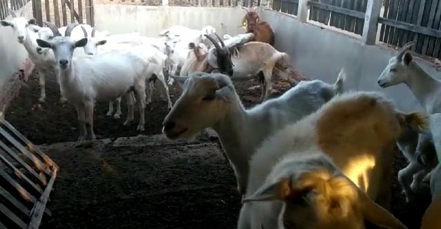 Vendo cabras e bode Saanen - Foto 2
