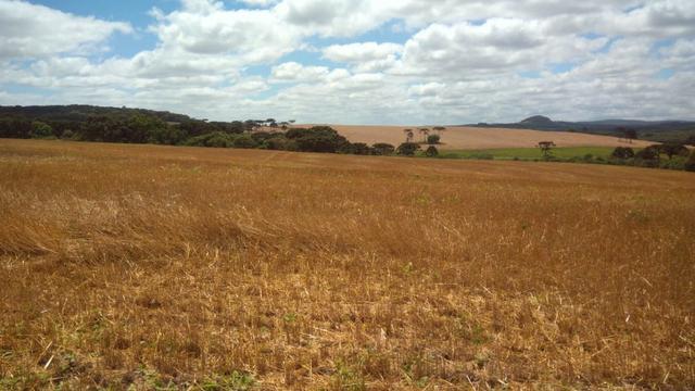580 Hectares - 240 Alqueires - Fazenda Sede - Lapa - Foto 3