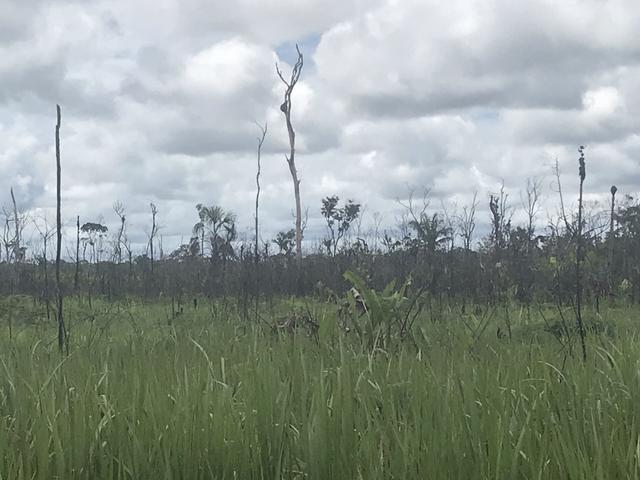Vendo área de fazenda na Br 319 AM próximo a Porto Velho/Ro - Foto 8