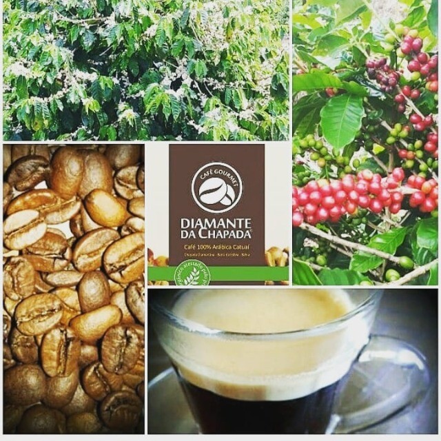 Café Orgânico Grãos Selecionados Diamante Da Chapada 1,5 Kg [3pc De 500g] - Foto 5