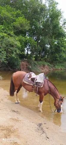 Égua frente aberta, mansa - Cavalos e acessórios - Pachecos, Palhoça  1252773521