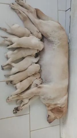 Filhotes labrador 