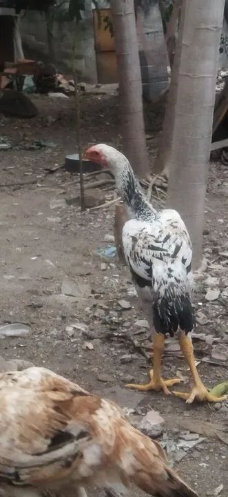 Pintinhos 50 reais  ÍNDIO GIGANTE RJ - Foto 2