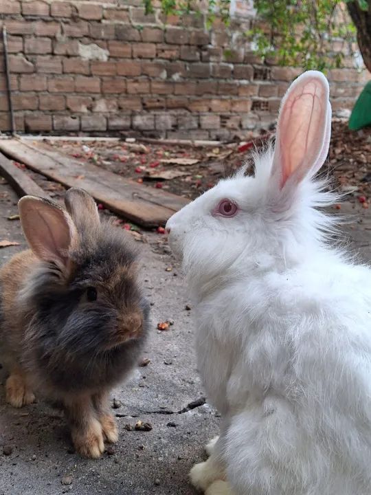 Coelhinhos lion porte médio 
