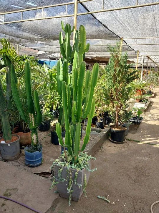 Pau brasil  - Foto 4