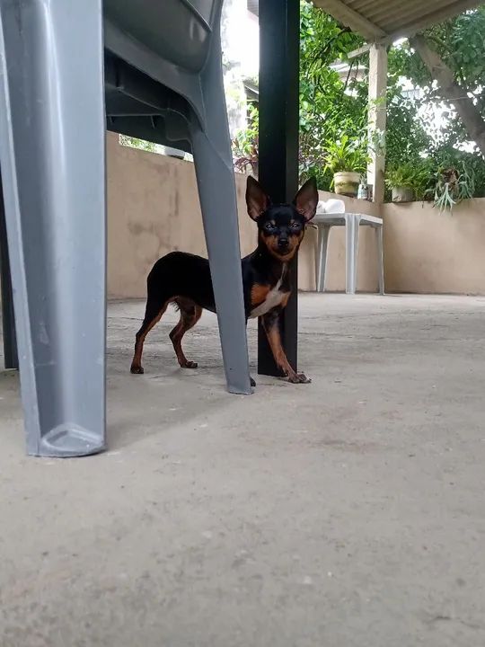 Alguém com fêmea de pincher para cruzar Cachorros Guaxindiba, São