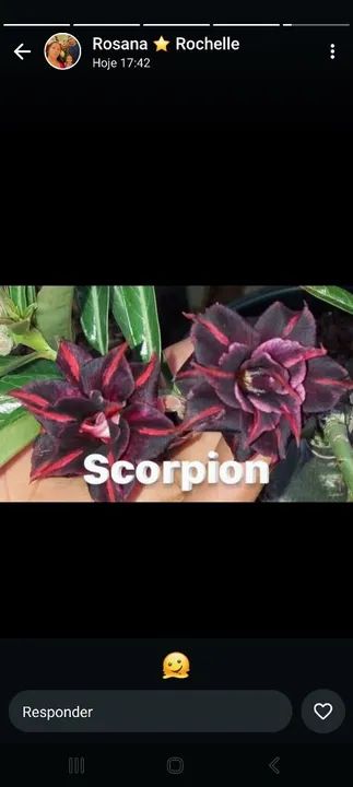 Muda de Adenium Obesum Flor Branca rosa   preta todas as cores  - Foto 5