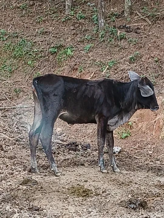 Novilhas fortes e saudáveis  - Foto 3