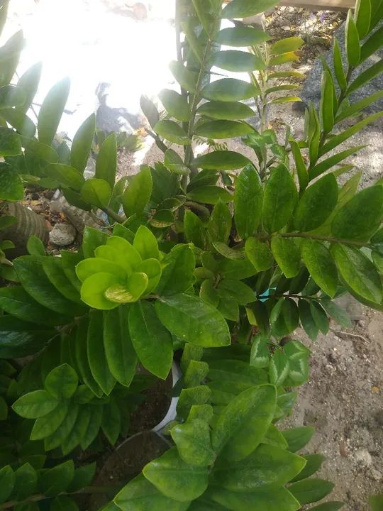 Mudas de Zamioculcas Zamiifolia - Foto 2