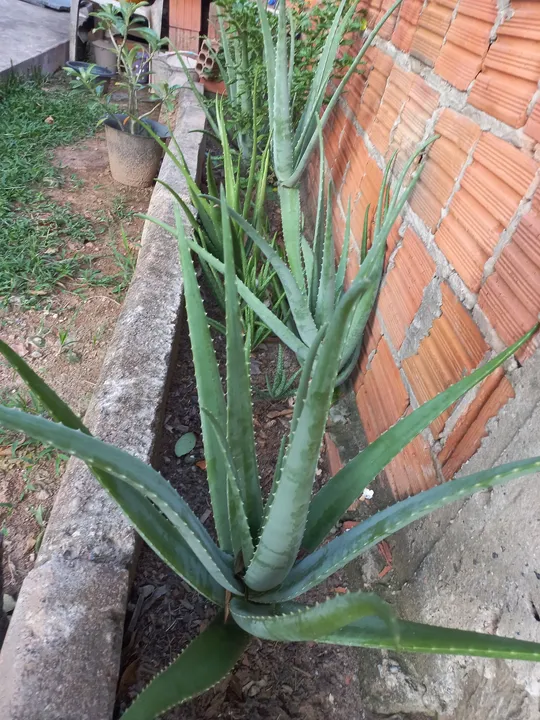 Aloe Vera planta