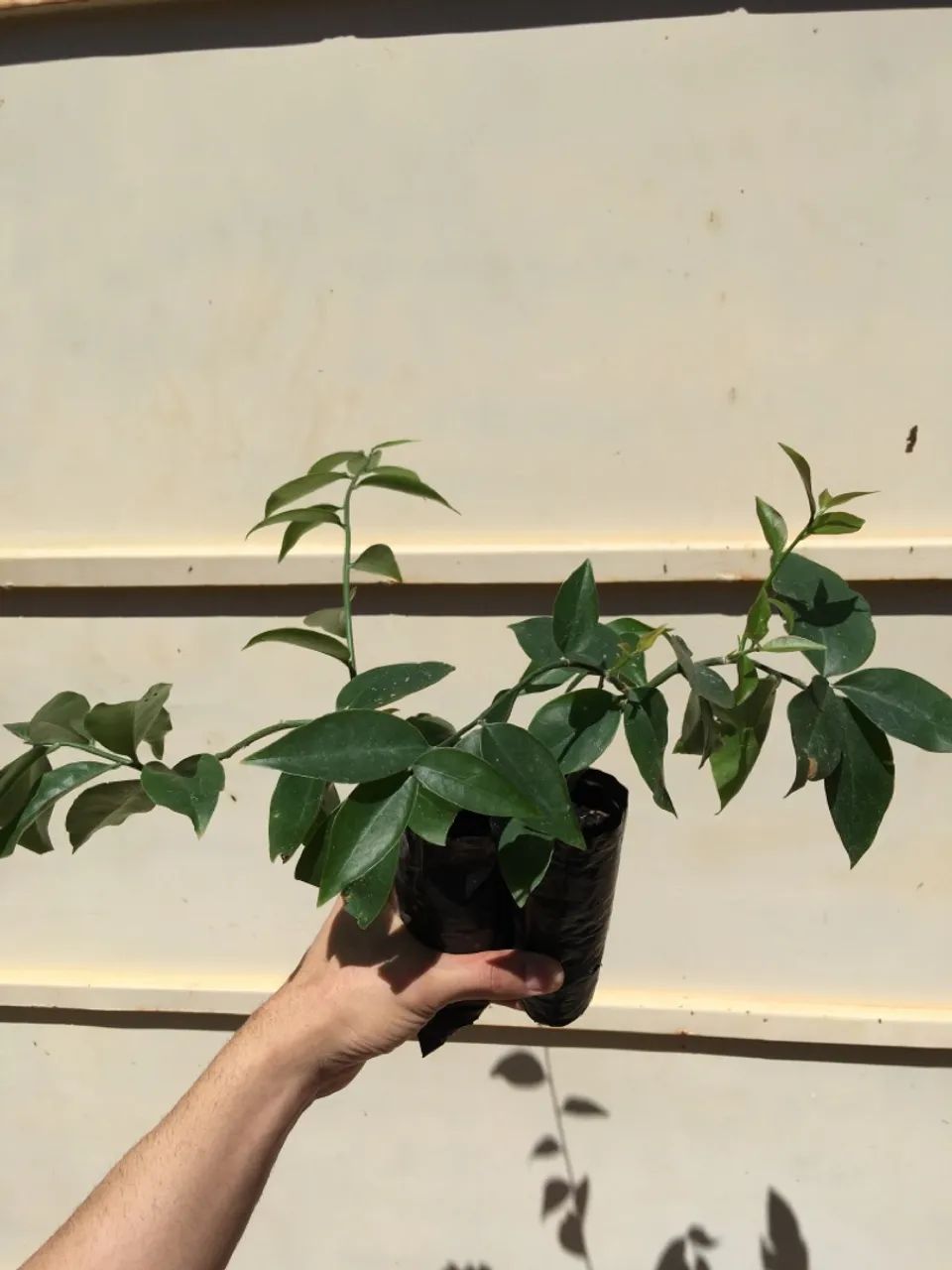 Mudas de ora-pro-nobis 15cm  (preço por unidade)