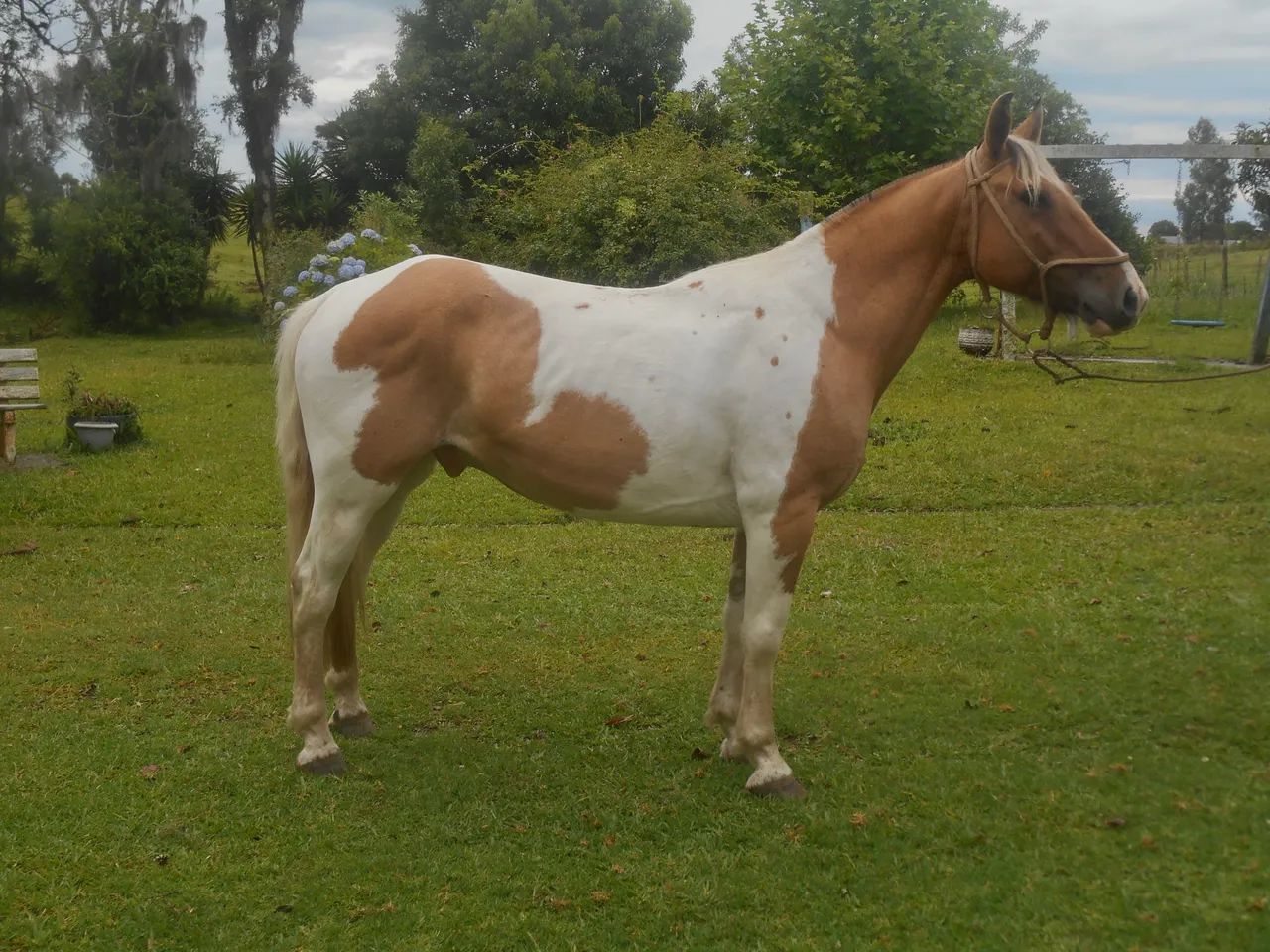 Cavalo crioulo tobiano - Foto 6