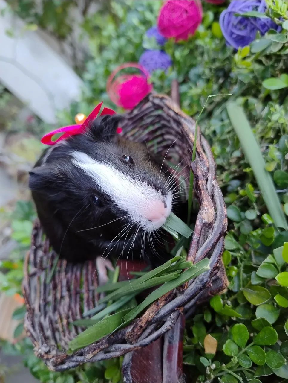 Porquinho da índia disponível  - Foto 2