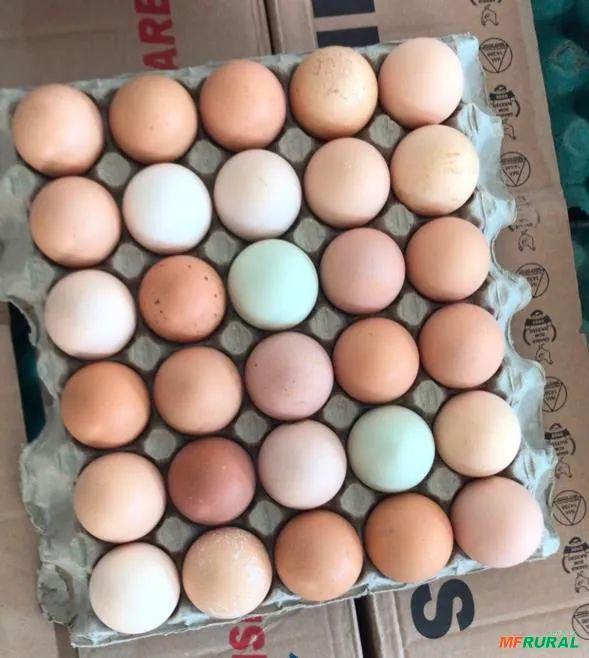 Ovos férteis de Índio Gigante e Galinha Sertaneja Balão GSB 