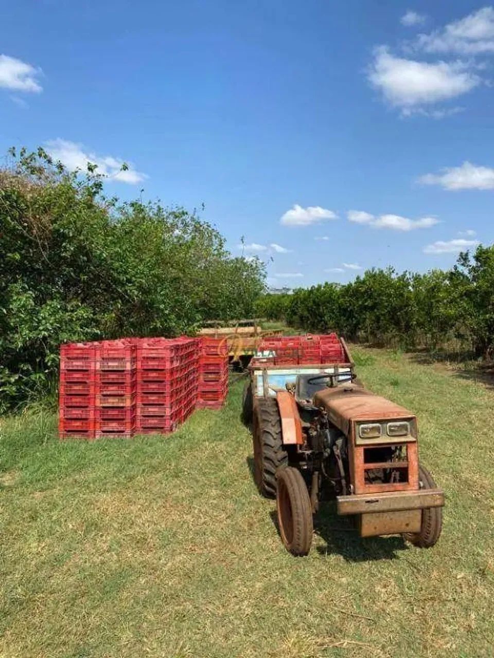 Fazenda com 3 dormitórios à venda, 377520 m² por R$ 3.600.000,00 - Rural - Palmeira d`Oest - Foto 4
