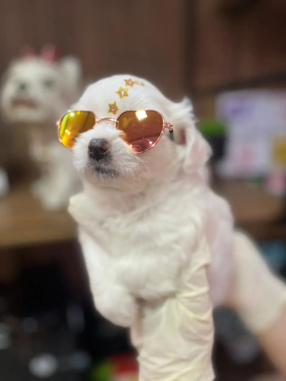 Lhasa Apso Fêmea Pequena - Criada em ambiente familiar