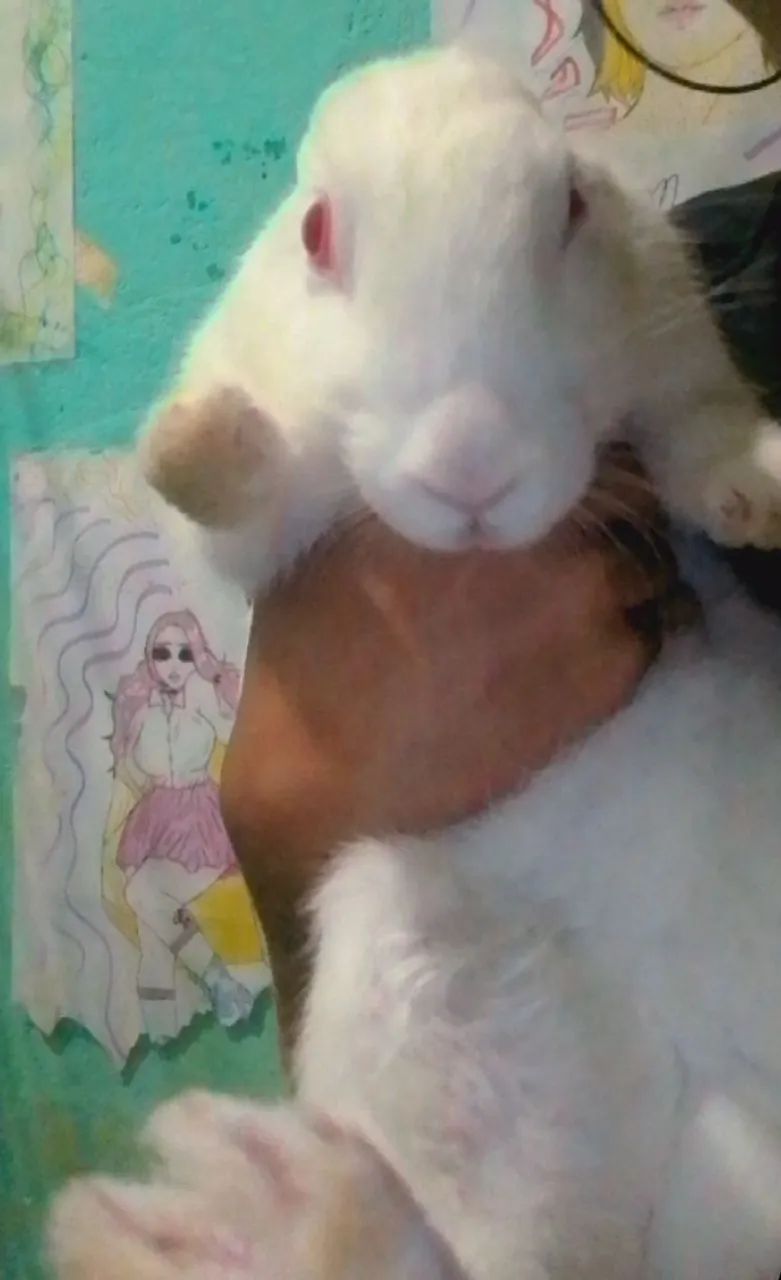 Filhote de coelho albino - Foto 3