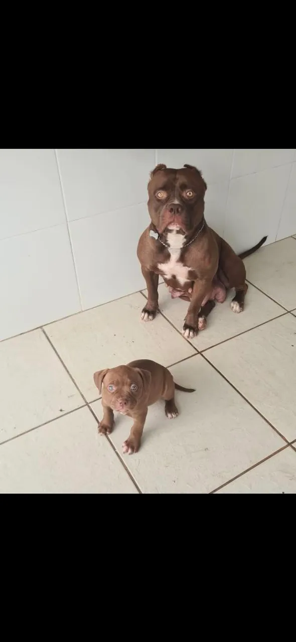 Filhote Pitmonster com pedigree