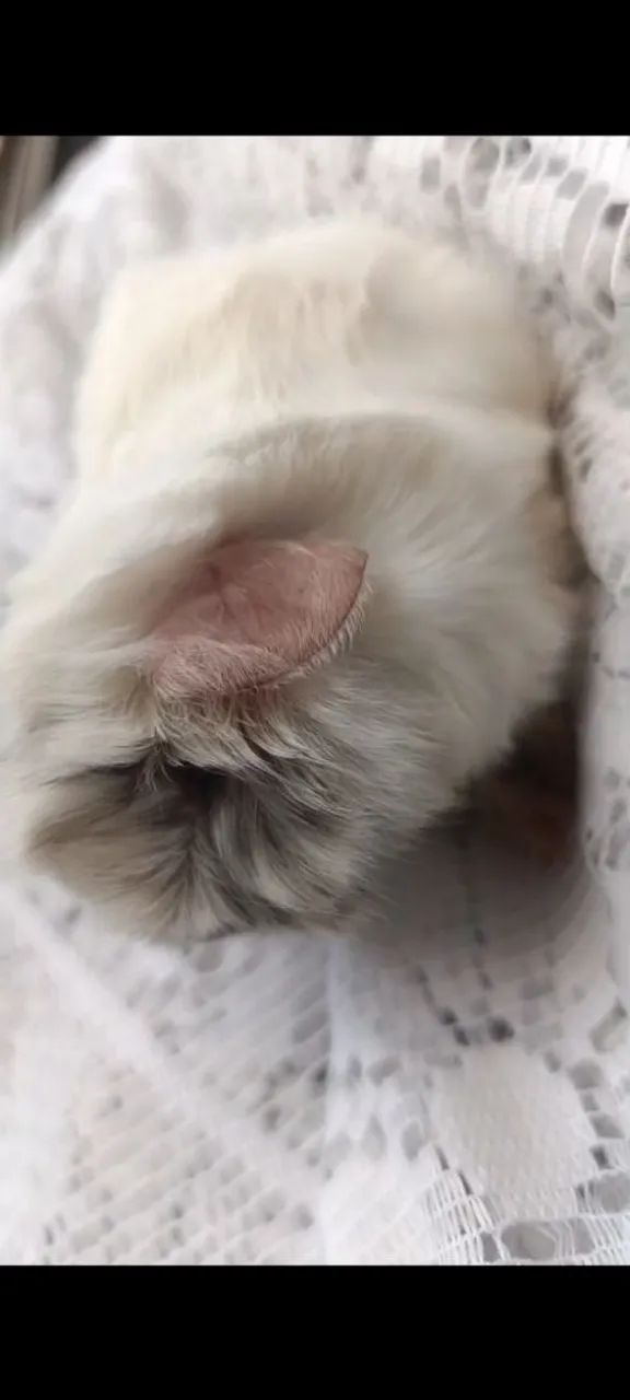 Porquinhos da Índia  - Foto 4