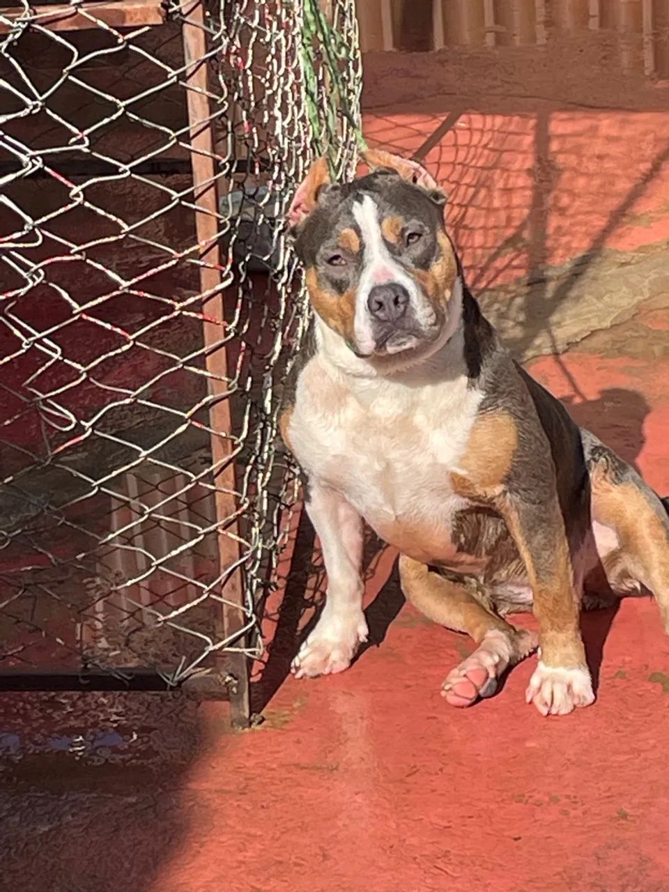 American bully  - Foto 5