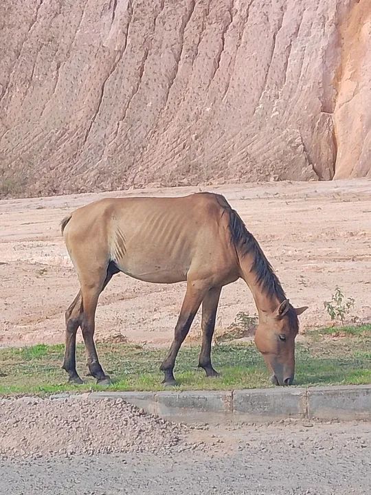 Cavalo inteiro marcha picada  - Foto 2