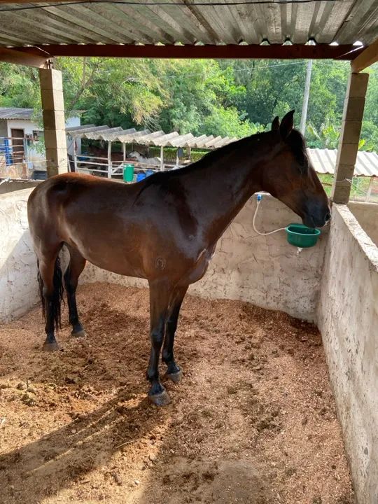 Cavalo mangalarga marchador mineiro  - Foto 5