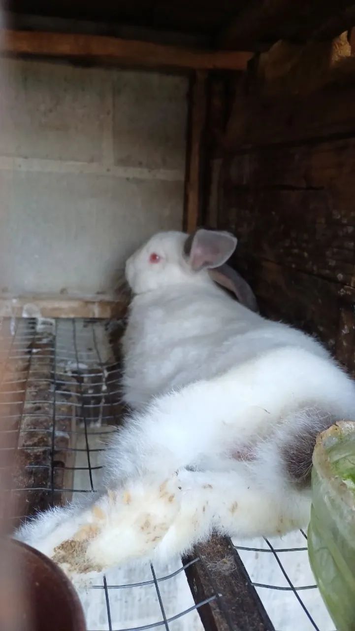  coelhos fofinhos  - Foto 6