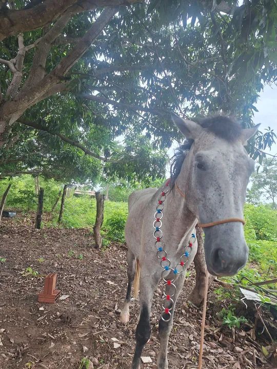 Peitoral de inox  - Foto 2