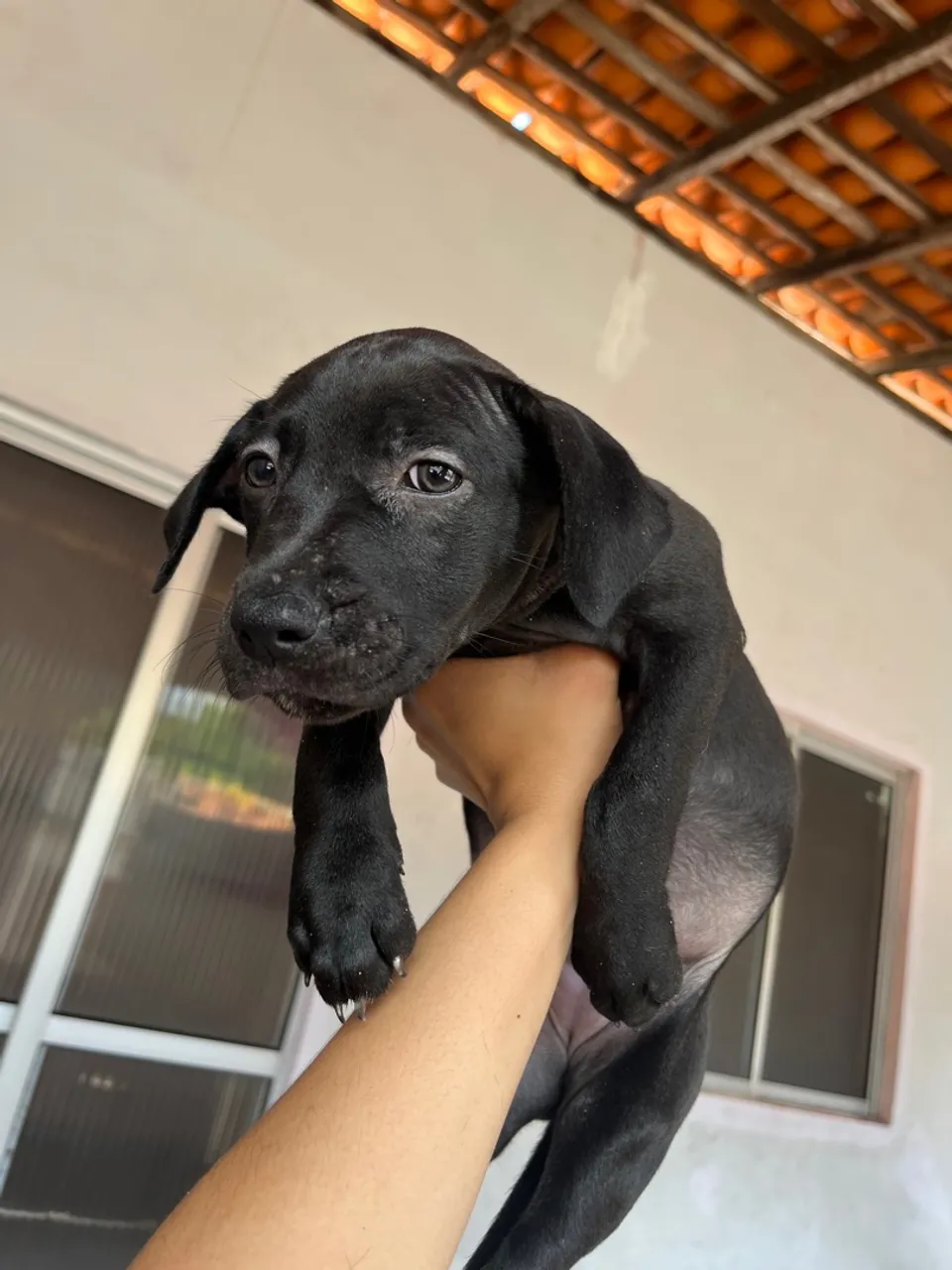 Filhote de Pitbull disponível para adoção