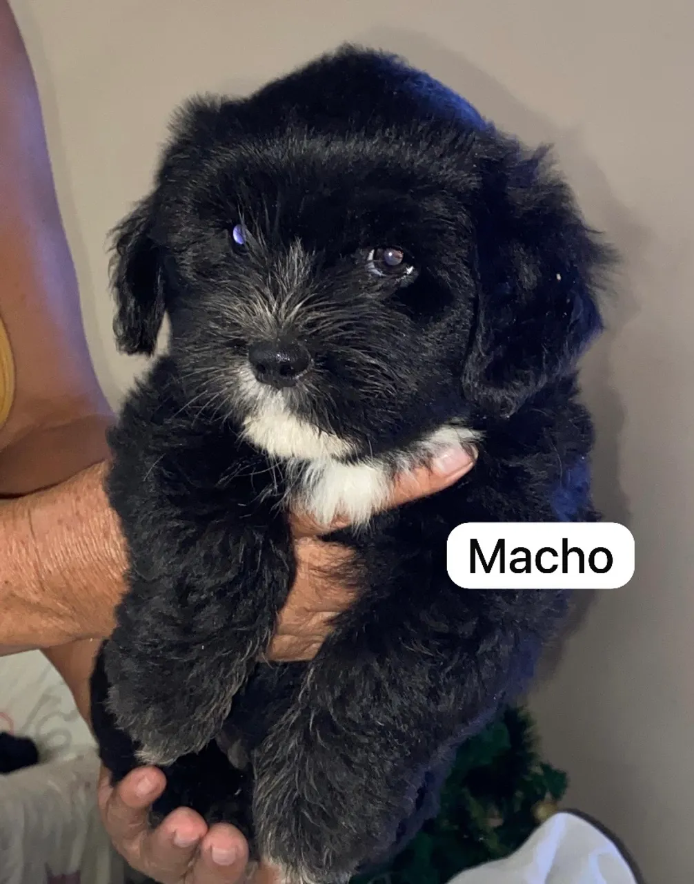 Filhotes de Shih Tzu