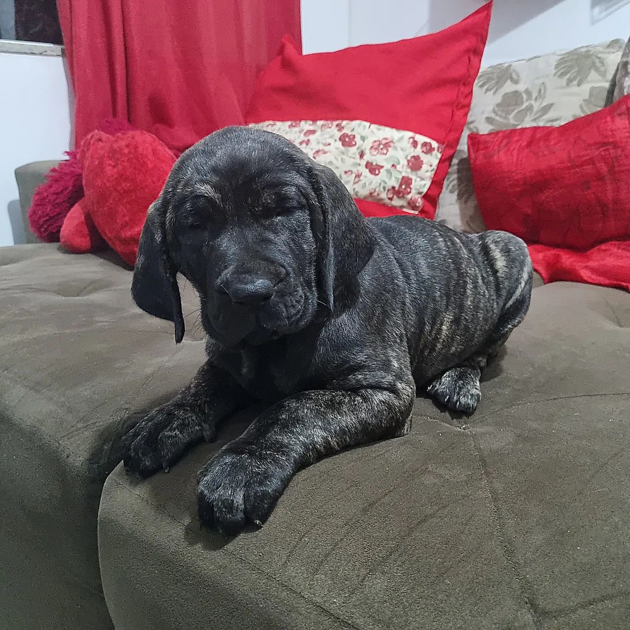 Cão Fila Fila Brasileiro Olx Linda Fêmea De Fila Brasileiro