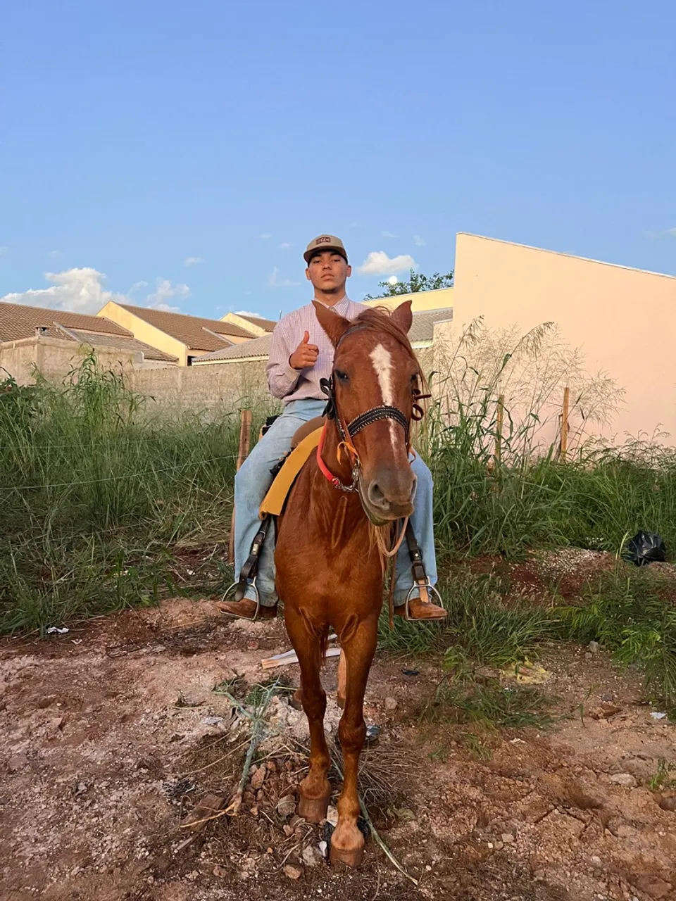 Cavalo mestiço quarto de milha