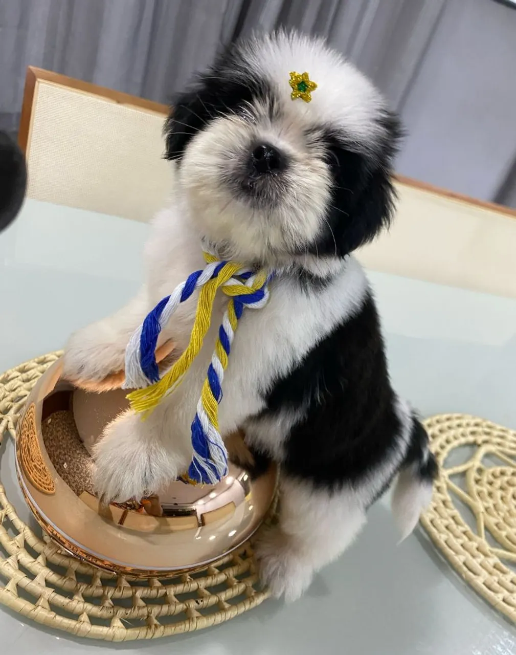 Filhote Shih Tzu - Puro e Charmoso!