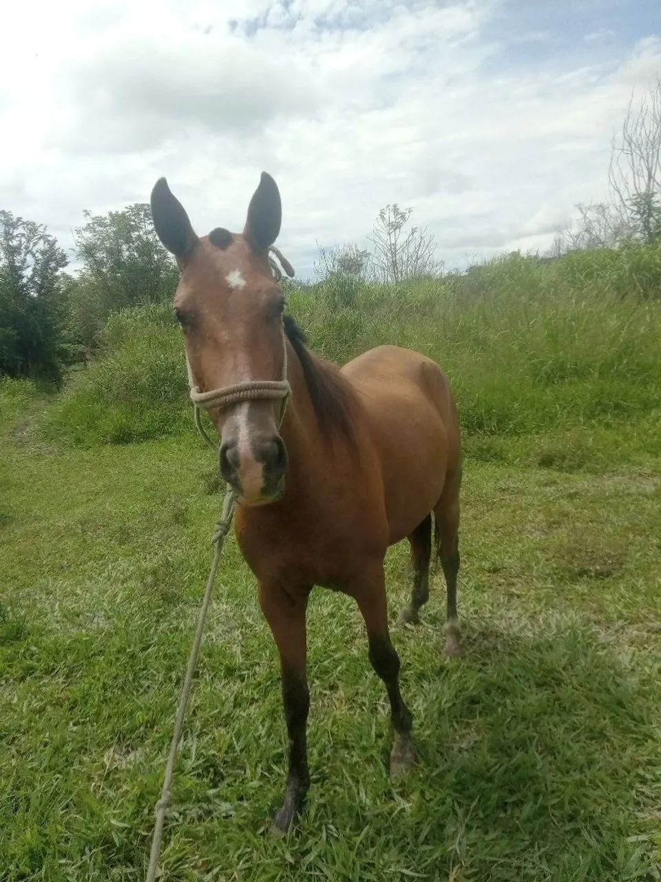 Égua mineira  - Foto 3