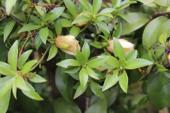 Mudas de ora-pro-nobis 15cm  (preço por unidade) - Foto 4